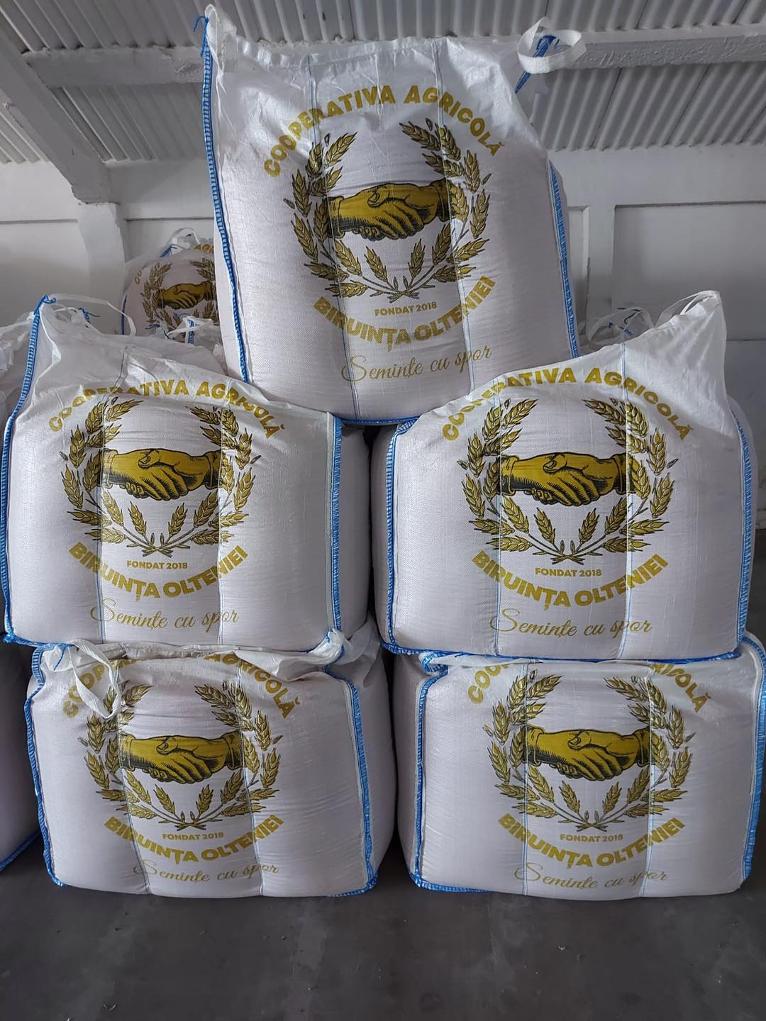 Sacuri de cereale Biruinta Olteniei in depozit