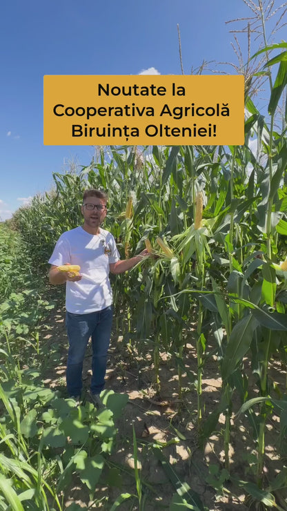 Traditional Romanian Cornmeal Biruința Olteniei 3 kg - Available this Autumn